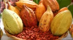 Consejo Internacional del Cacao