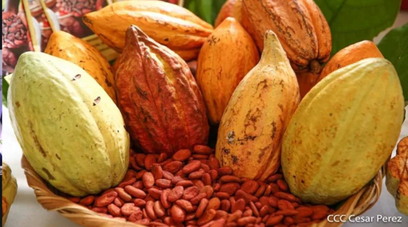Consejo Internacional del Cacao