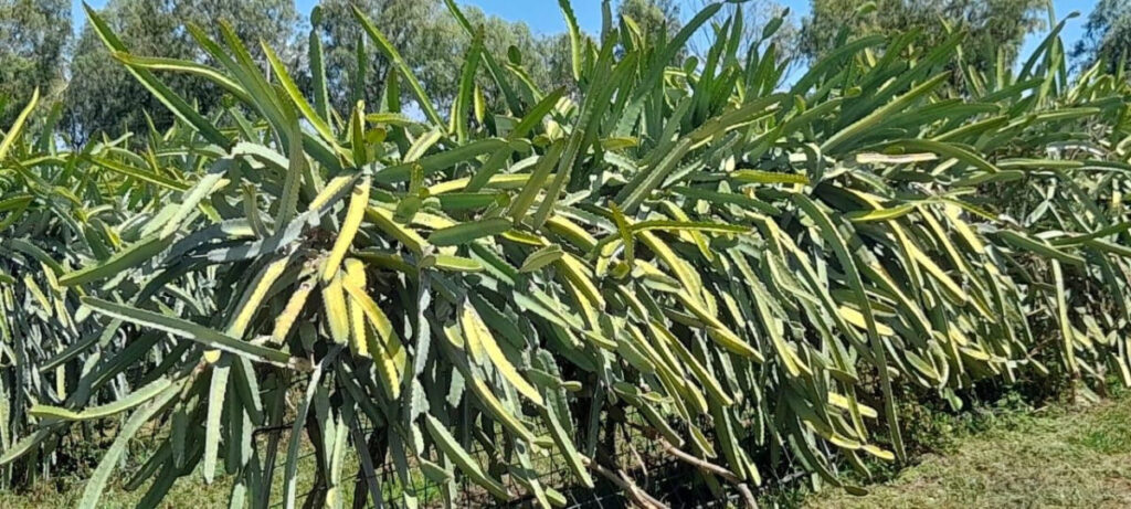 pitahaya