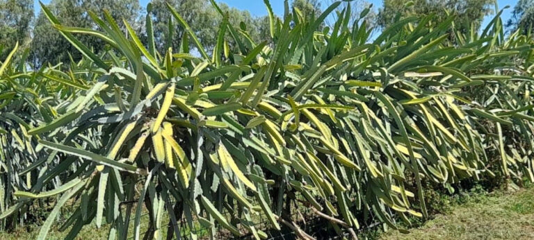 pitahaya