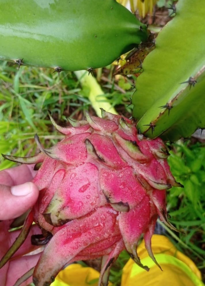 pitahaya 