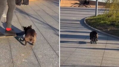 Un ladrón muy ágil de cuatro patas sorprende a plena luz del día