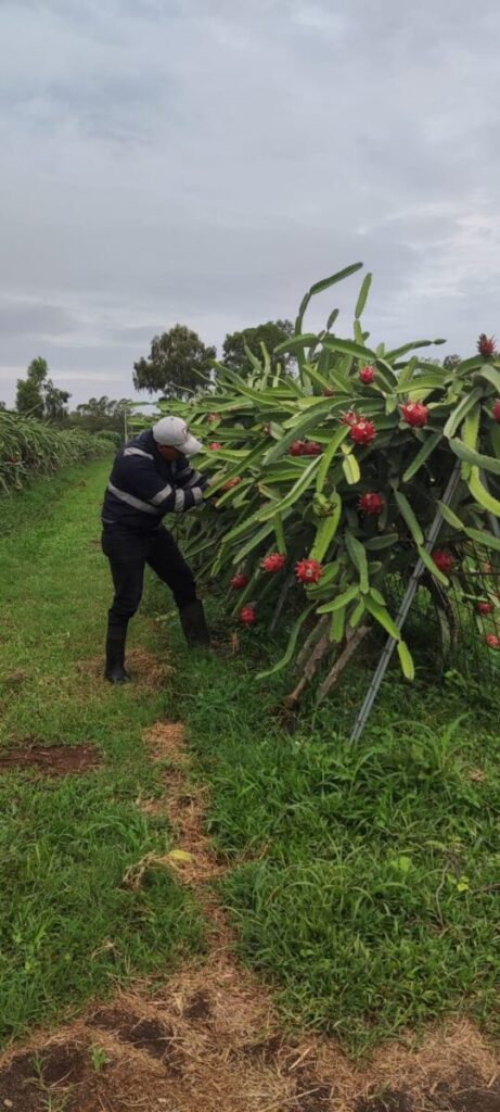 Pitahaya