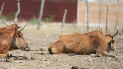 Ganaderos hondureños pierden más de 100 reses por falta de agua