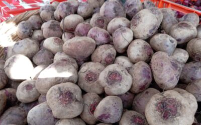 MAG, reporta la producción de 32,400 quintales de remolacha