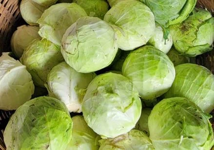 El cultivo de repollo en Nicaragua
