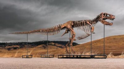 Ponen en venta uno de los fósiles de tiranosaurio mejor conservados del mundo