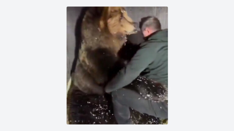 Oso