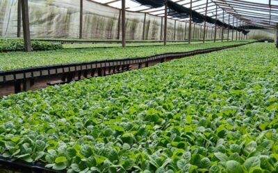 Más de 61 mil quintales de Tabaco fortalecen agroexportación en Nicaragua