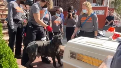 Rescatan 27 animales víctimas de presunto maltrato en Brooklyn