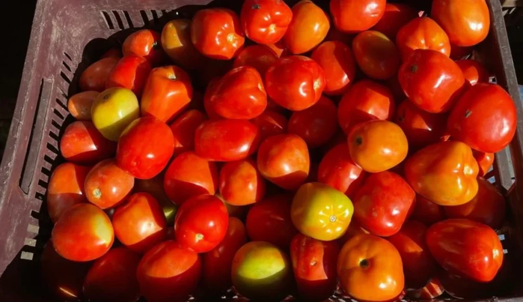 tomate 