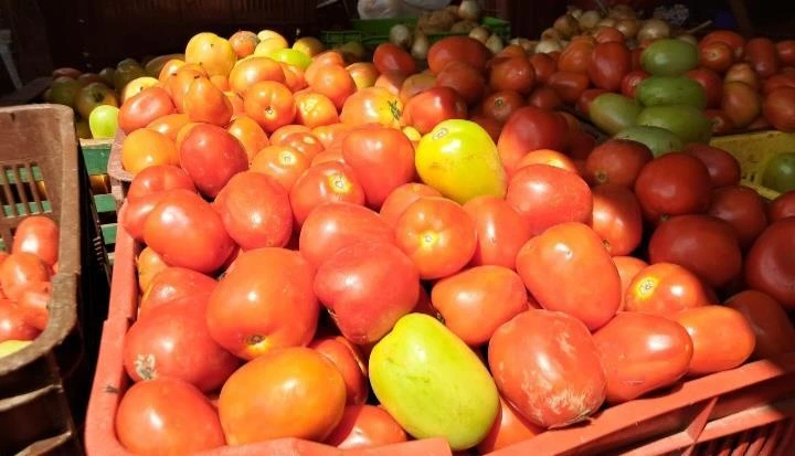 tomate 