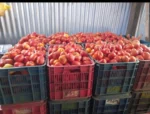tomate en Nicaragua