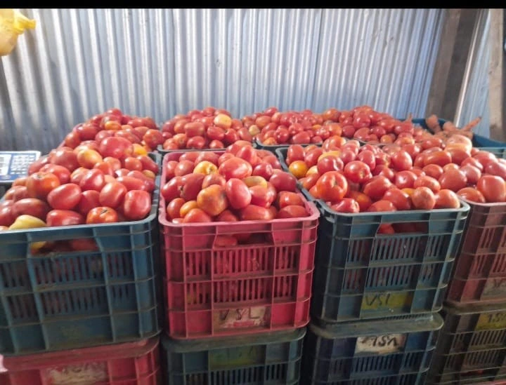 tomate en Nicaragua