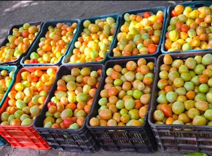 tomate