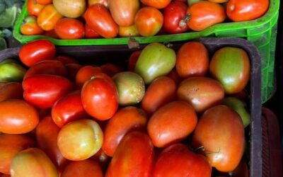 Producción de 119 mil quintales de tomate dinamiza economía rural y fortalece seguridad alimentaria