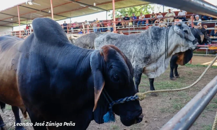 Inician tardes taurinas en Managua