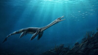 Un fósil de 245 millones de años de un reptil marino viene con un ‘secreto’ dentro