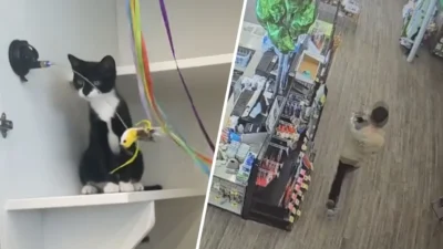 Gatita sorprende al convertirse en pieza clave de un inusual robo bancario