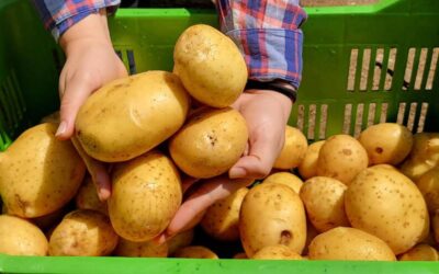 INTA presenta cinco variedades de papa con alto rendimiento y resistencia a enfermedades