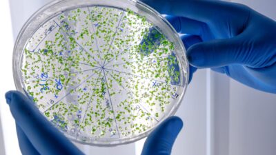 Estudio alerta sobre el efecto del azúcar junto a los antibióticos