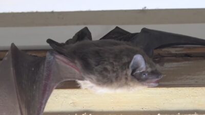 San Diego alerta por posible rabia tras hallazgo de un murciélago
