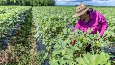 Productores agrícolas enfrentan pérdidas por la guerra con Irán