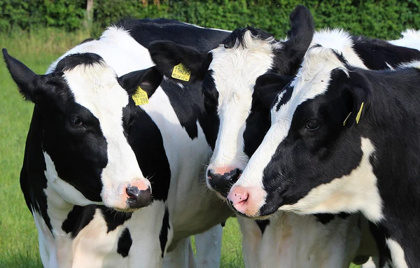Vaca