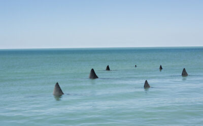 EE.UU. anuncia una de las mayores operaciones contra el tráfico de vida silvestre en Latinoamérica