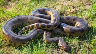 Anacondas y pirañas generan alarma por su expansión en el Cono Sur