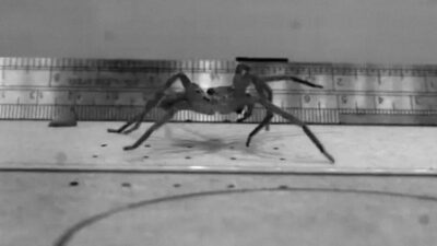 Revelan cuál es la araña más rápida del mundo