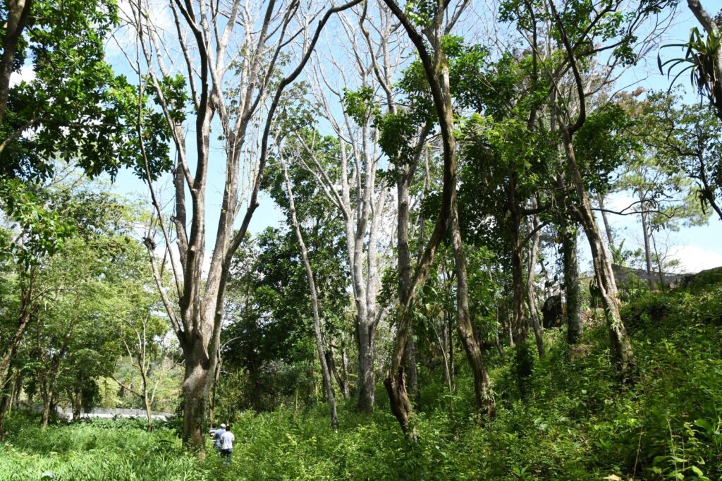 parque ecológico 