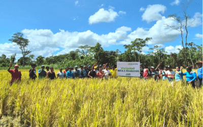 INTA realizó “Día de campo con productores de arroz de secano”