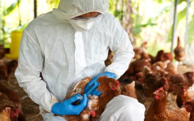España confina todas las aves de corral del país por la gripe aviar