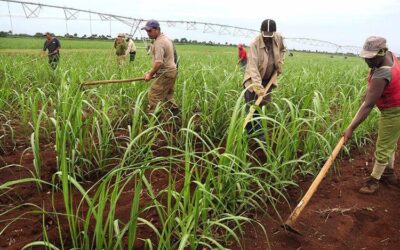 Producción de azúcar, ciclo agrícola 2024/2025