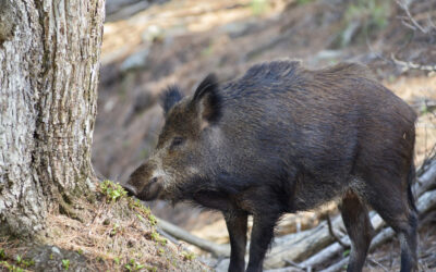 Región de España declara estado de emergencia