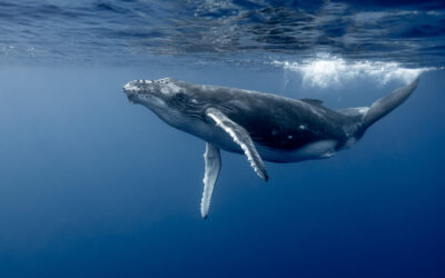 Los cachalotes son capaces de reproducir vocales que se creían exclusivas de los humanos