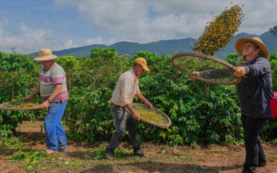 El mayor proveedor de café da un giro a su producción y redefine los gustos del mundo