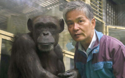 Muere Ai, la chimpancé genio que reconocía jeroglíficos chinos y el alfabeto latino