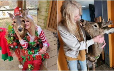 Mujer muere tras ser atacada por un ciervo que rescato e intentaba domesticar