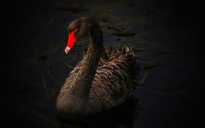 Los ocho ‘cisnes negros’ que podrían cambiar el rumbo de la humanidad para 2026, según Saxo Bank