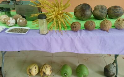 Más y mejor producción de coco