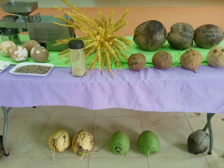 producción de coco