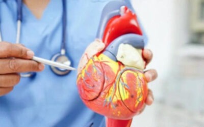 Un descubrimiento que cambia lo que sabemos del corazón