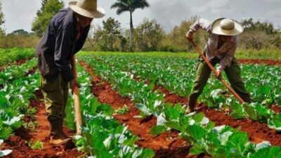 Cuba aprueba Ley de Tierra para incentivar la producción de alimentos