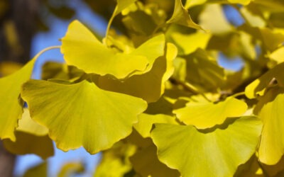 El ‘fósil viviente’ que podría mejorar su mente, circulación y visión