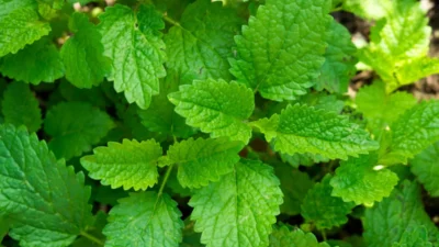 ¿Hígado graso? Esta planta podría ayudar a proteger la salud del hígado