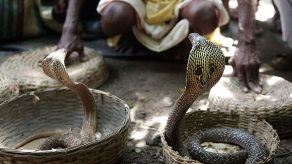 Cobra