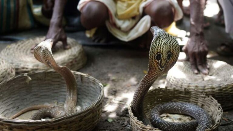 Cobra