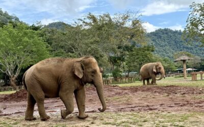 Un elefante deja casi 20 personas muertas en 10 días en la India